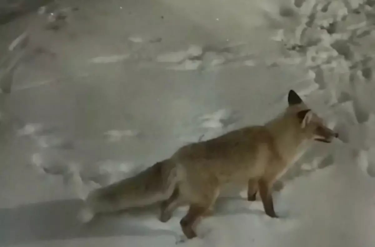 Дикие и бешенные: лисы стали частыми незваными гостями в Акмолинской области