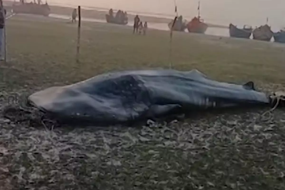 "Судан шығаруға жүзге жуық адам көмектескен": Үндістанда жағаға жақын маңнан бес тонналық акула ауланды