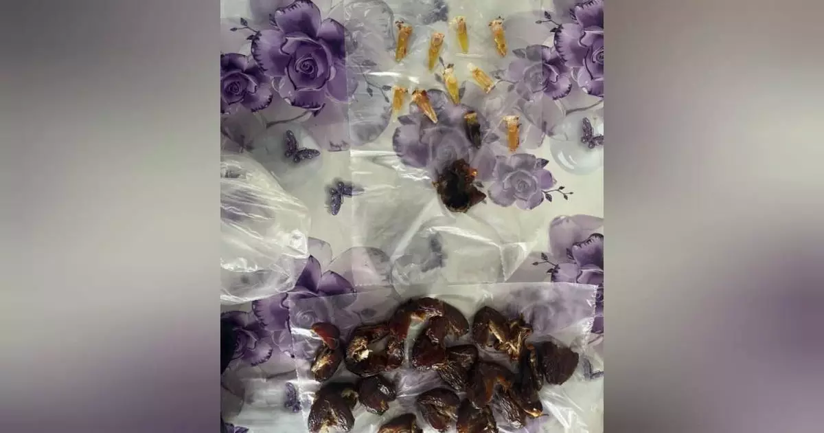  Құрма ішіне жасырынған: Павлодар облысында колонияға тыйым салынған зат өткізілмек болған 