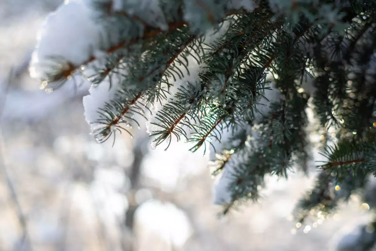 Дождь со снегом и туман ожидаются в Шымкенте
