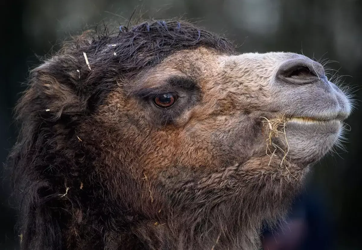Пожарные из Жанаозена спасли застрявшего в яме верблюда (видео) - новости на Lada.kz 09.12.2025