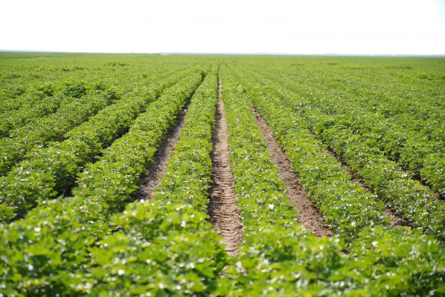 Түркістан облысында ауыл шаруашылығында 1,1 трлн теңгенің өнімі өндіріліп, өңір республикада көш бастады