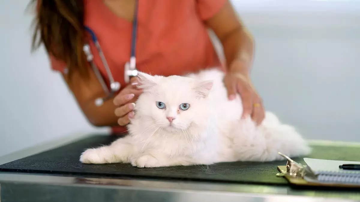 Прорывной имплант GLP-1 обещает значительное снижение веса для домашних животных.