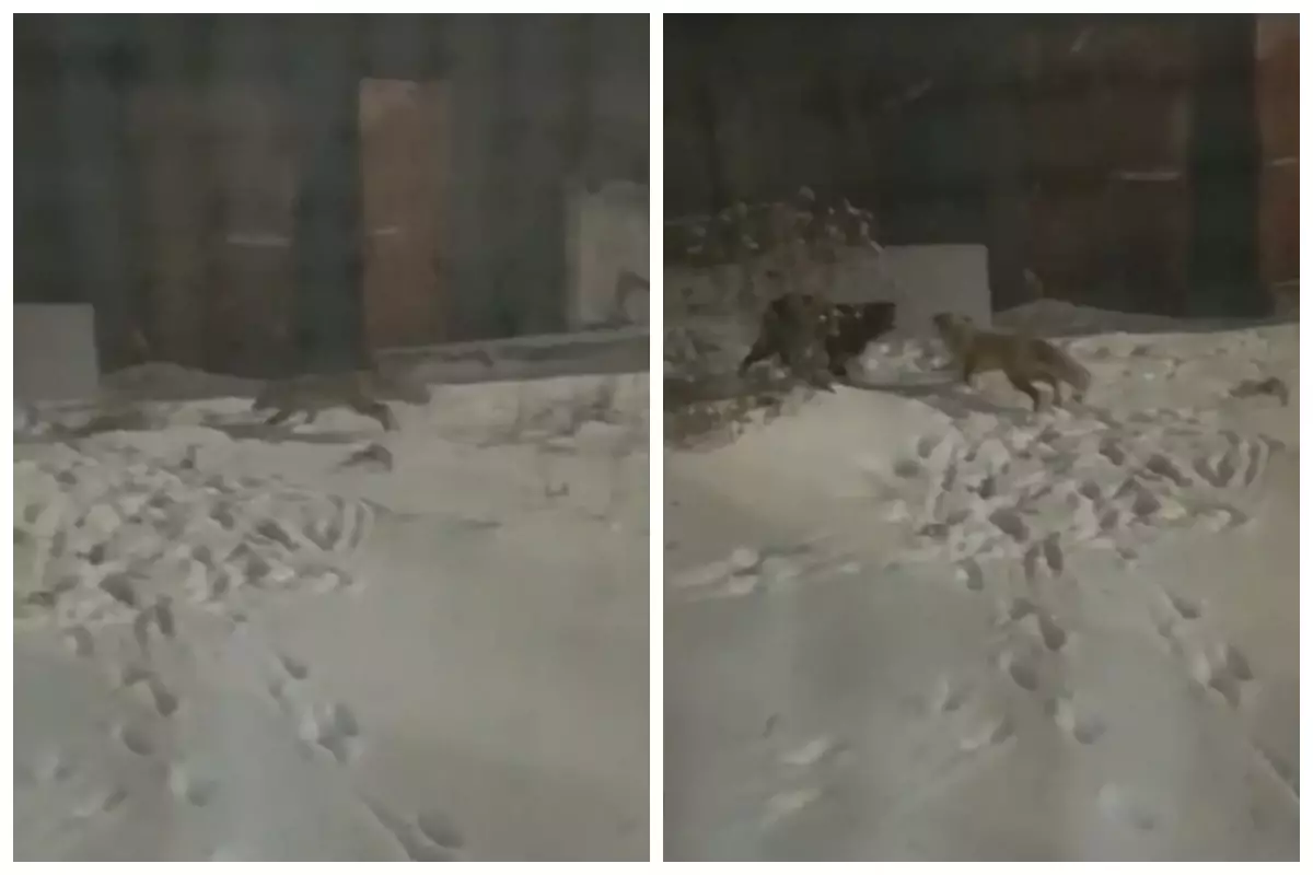 "Екі адамға шабуыл жасаған": Ақмола облысында құтырған түлкілер көбейіп, өңірде шектеу шаралары енгізілді