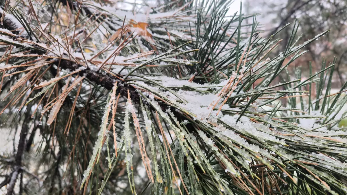 В Алматы сильный снегопад: к середине недели похолодает до минус 16