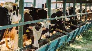 Ақмола облысында ірі қара неден қырылғаны анықталды