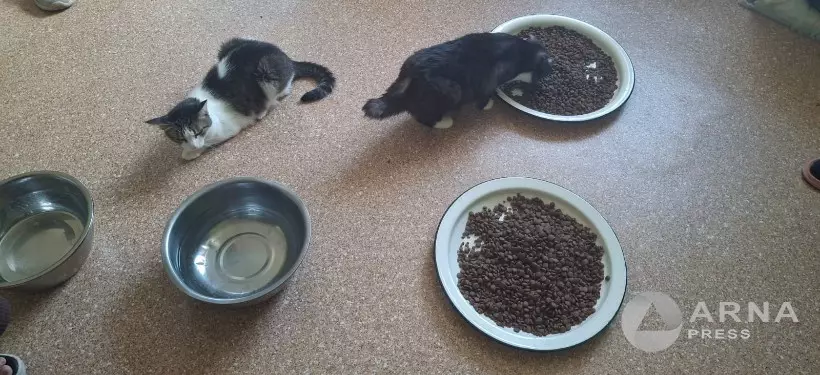 Приют для животных горел в Семее: питомцы нуждаются в помощи