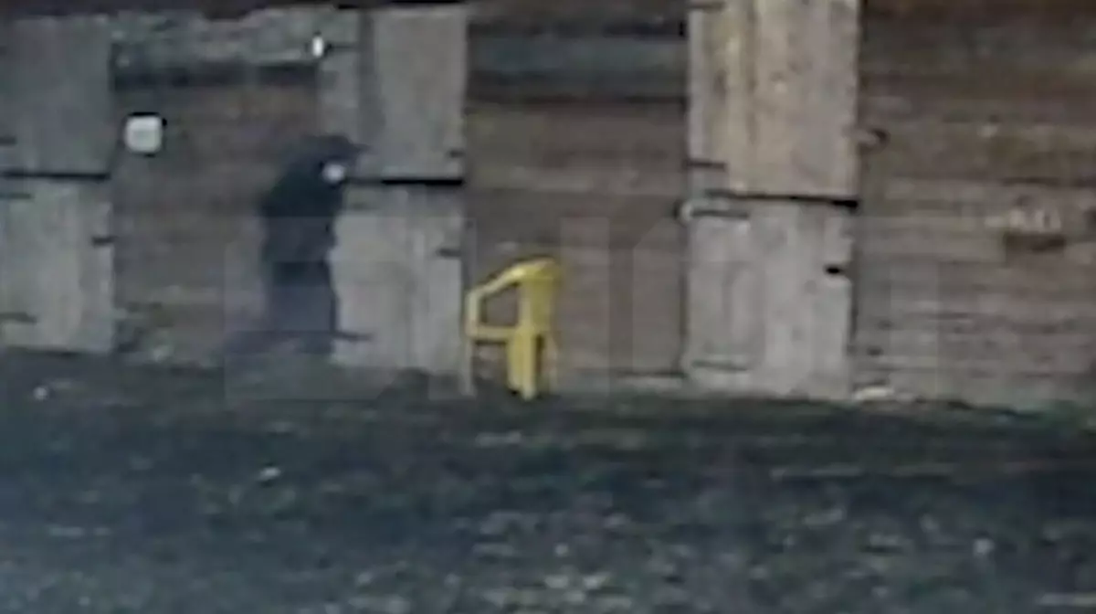 В Волгоградской области неизвестный залил лошадям кислоту: пострадали пять животных