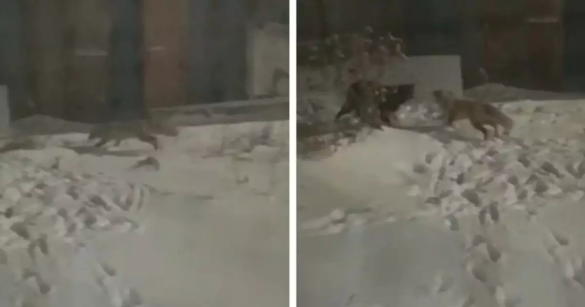  Ақмола облысында құтырған түлкілер адамдарға шауып жатыр 