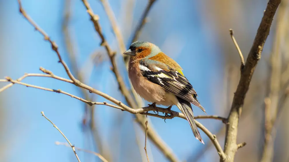 Когда в Алматы снова потеплеет: прогноз погоды