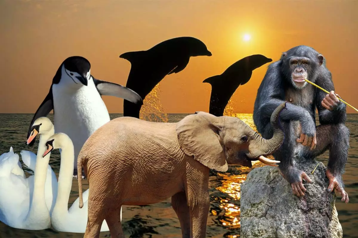 Біржынысты жануарлар жайлы естіп пе едіңіз? 