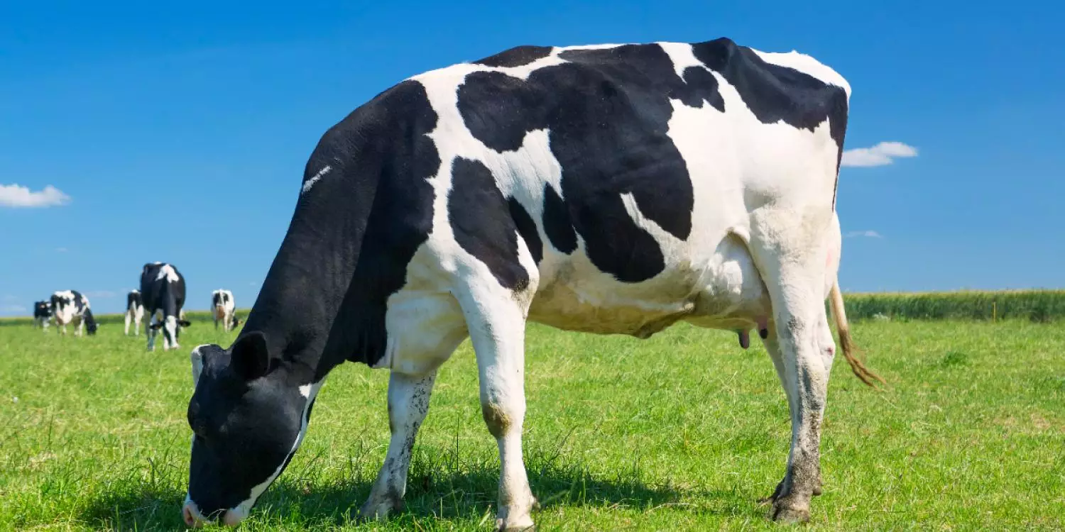 Ақтөбеге Даниядан 500-ге жуық сиыр арнайы рейспен әкелінді