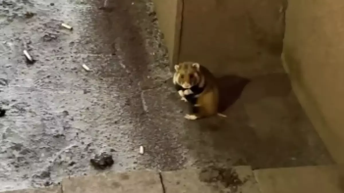 "Кто потерял?": карбыш гуляющий по левому берегу удивил Казнет