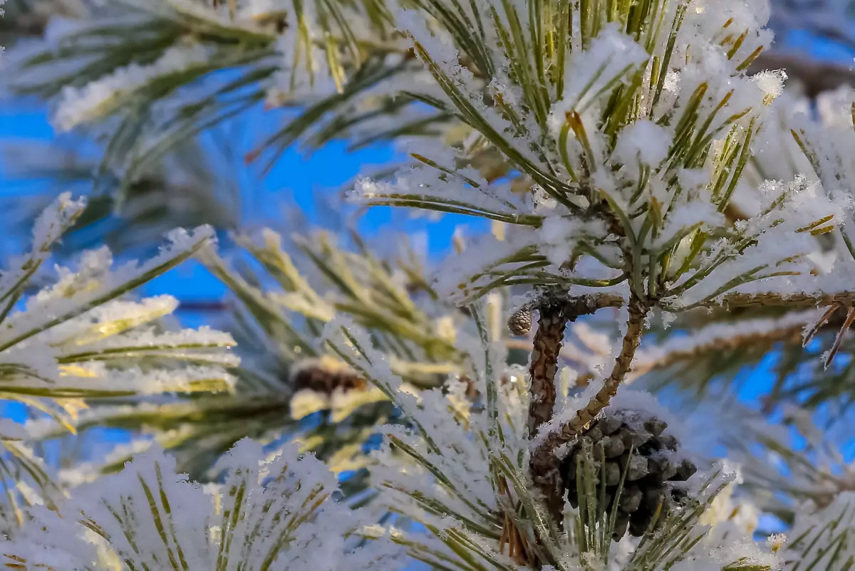 Морозы отступают: потепление ожидается в Казахстане