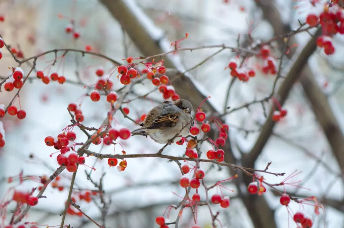Какие сюрпризы приготовила погода для жителей Шымкента