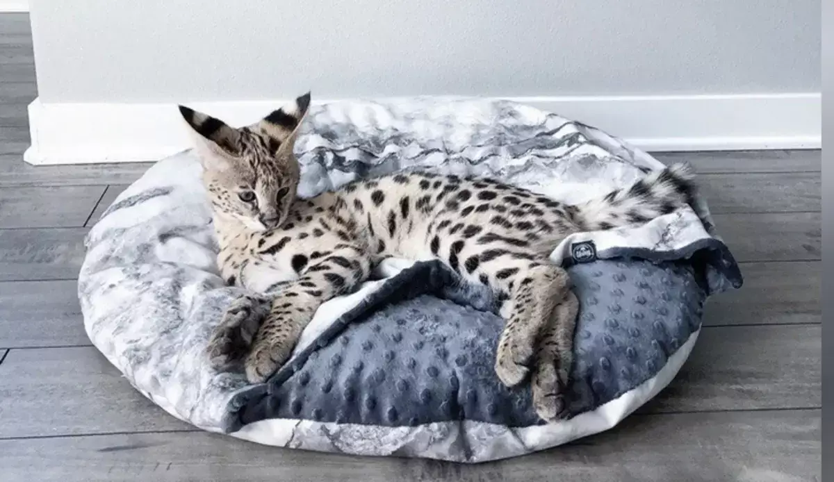 Мини-хищник по цене спорткара: почему Ашера остаётся самой дорогой кошкой в мире - новости на Lada.kz 10.12.2025