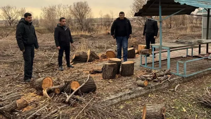 У Ташморя выявили массовую вырубку деревьев, ущерб превысил 200 млн сумов