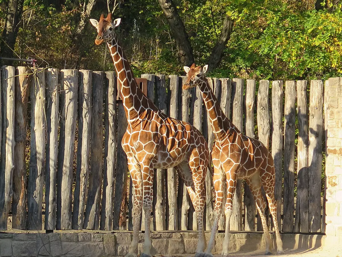 Хайуанаттар бағы алғаш рет қалай пайда болды?