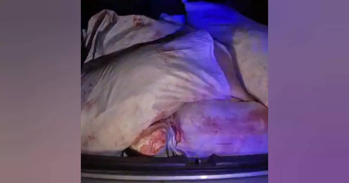  Батыс Қазақстанда төрт адам аңға шығып, төрт елікті атып алған 