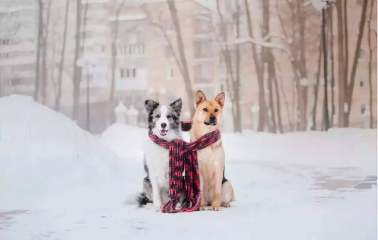 Владельцев домашних животных наказали в Павлодаре