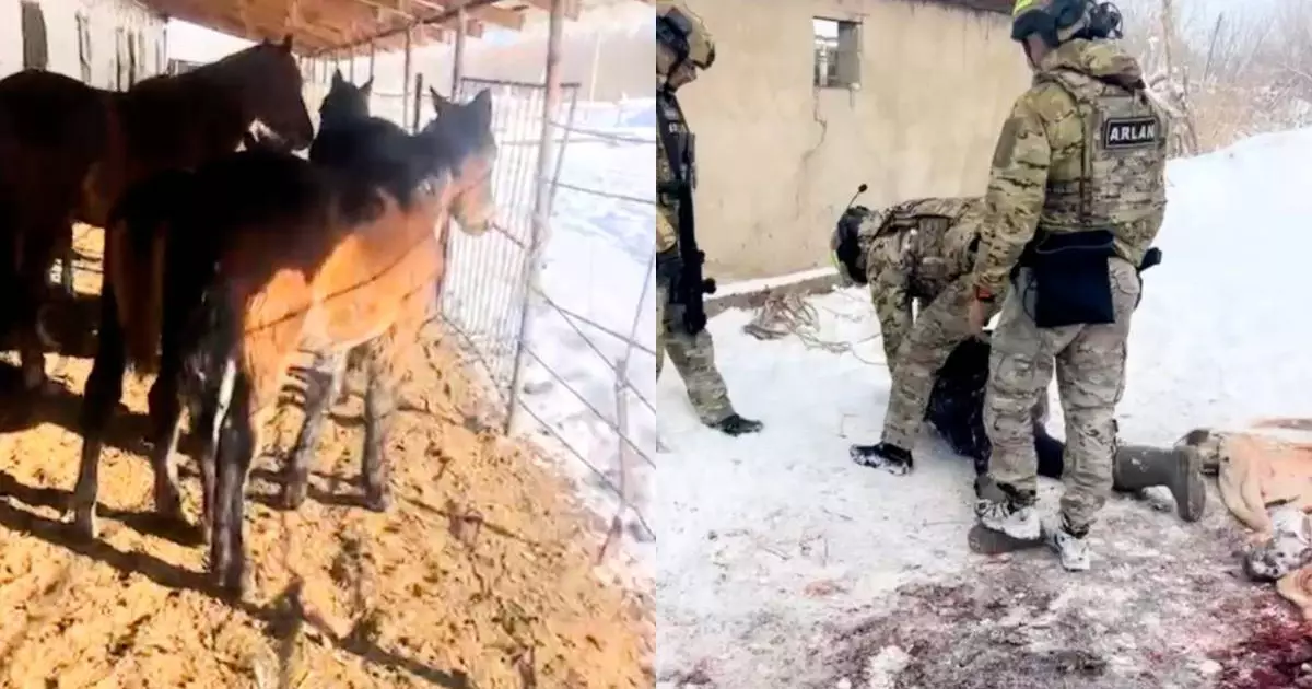  Жетісуда мал ұрлығымен айналысқан қылмыстық топ ұсталды 