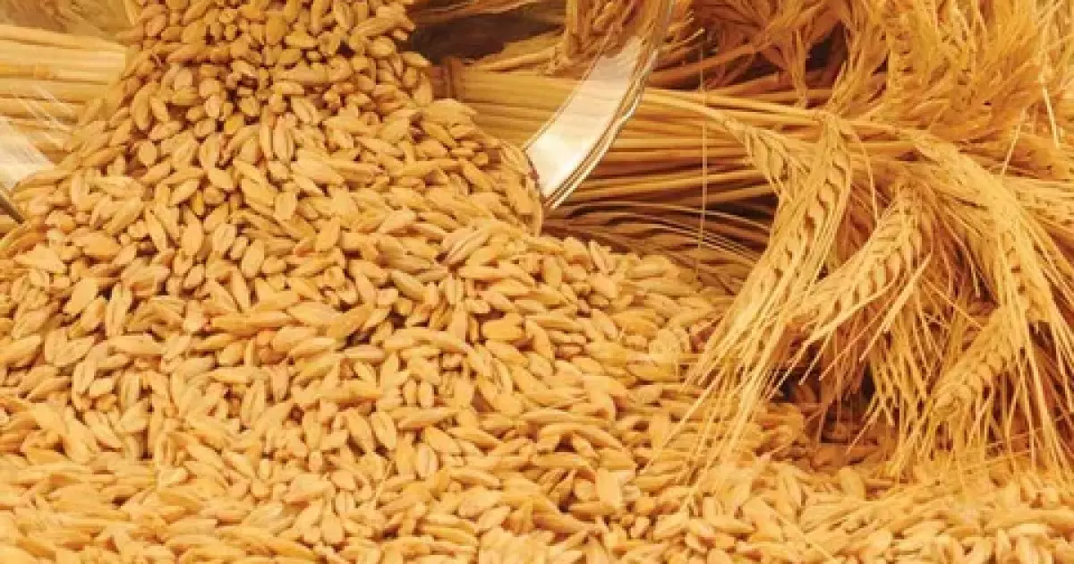   Қазақстан былтыр Иран нарығына 500 мыңнан астам тонна арпа жеткізген   