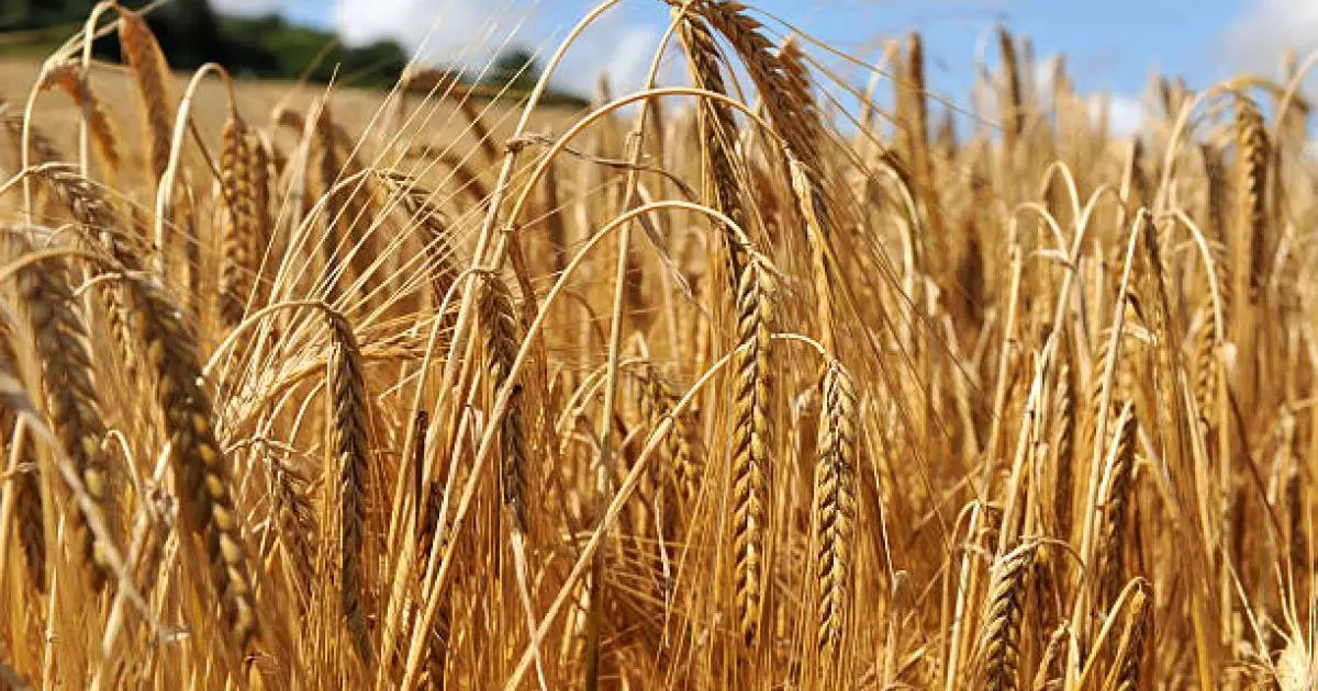  Қазақстан былтыр Иран нарығына 500 мың тонна арпа жеткізді 