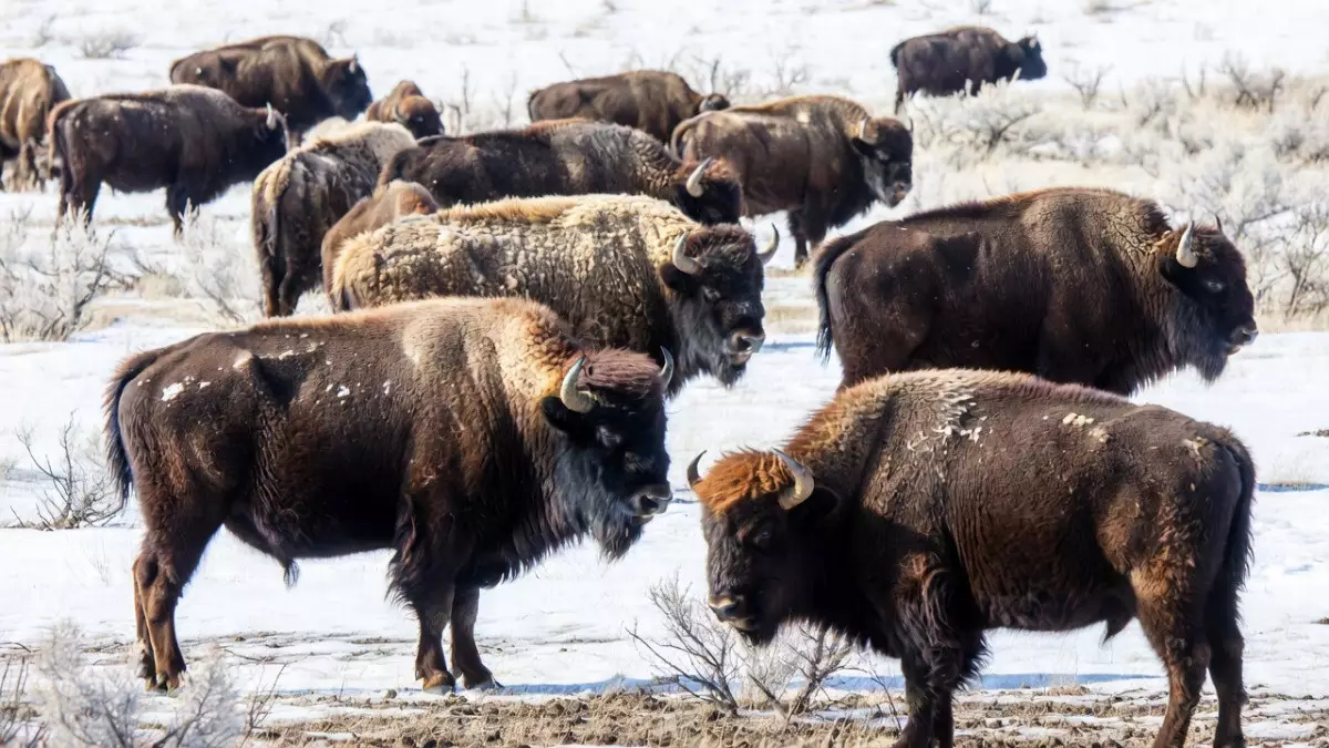 Возвращение степного бизона: почему Казахстану пора делать ставку на степных гигантов