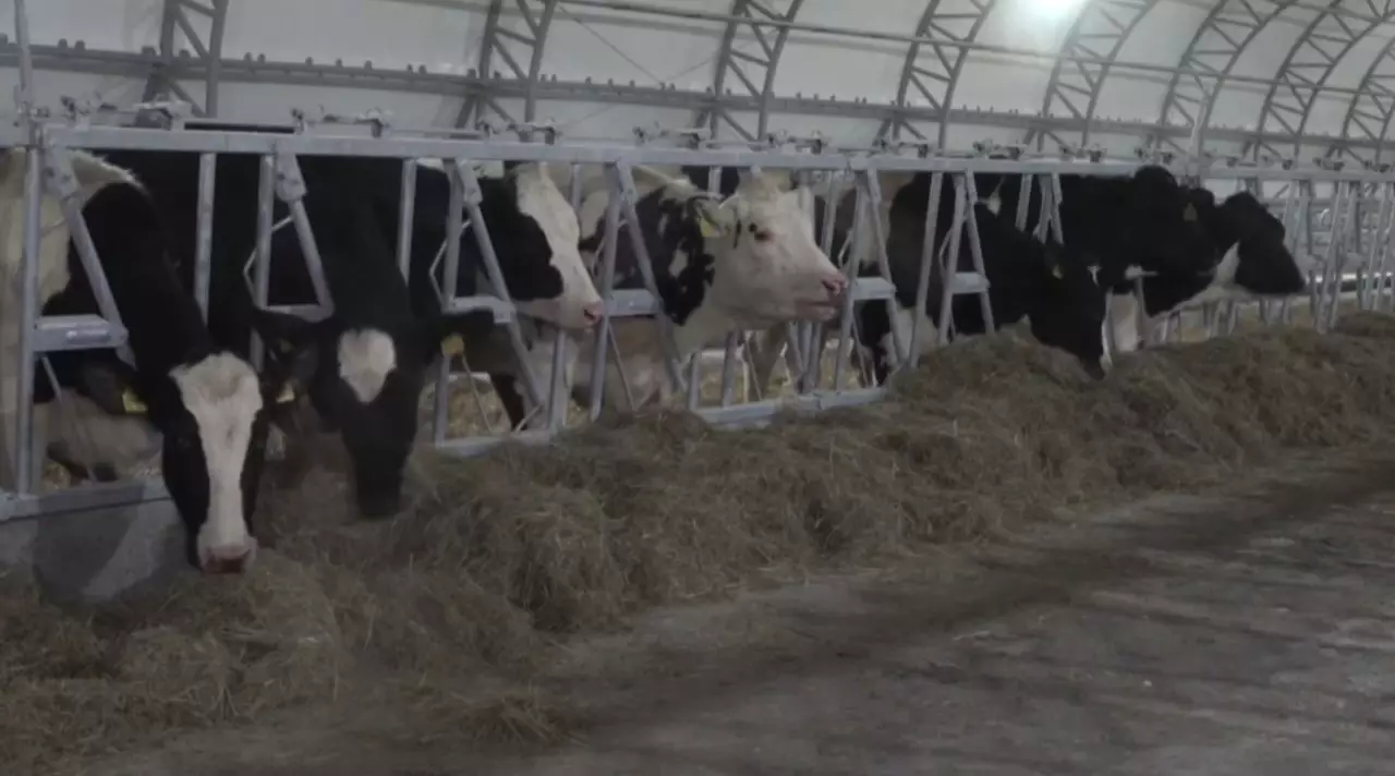 СҚО-ға асылтұқымды мал әкелінді