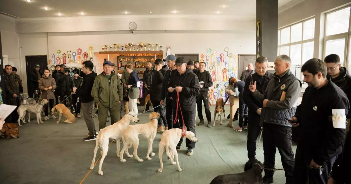  Алматыда қазақы тазы ит тұқымына арналған байқау өтті 