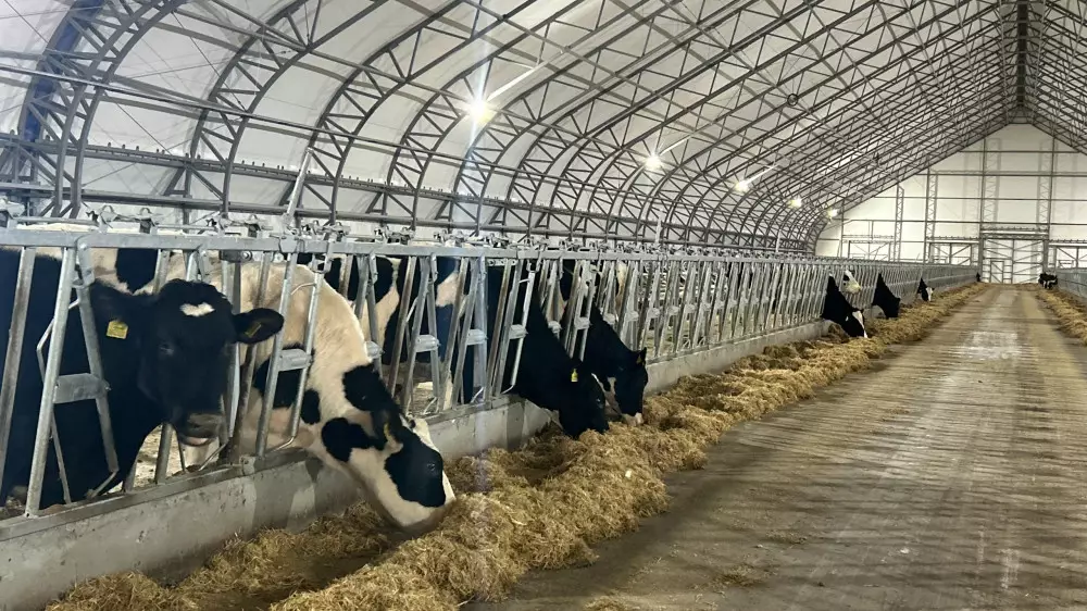 В СКО завезли партию высокопродуктивных коров из Европы