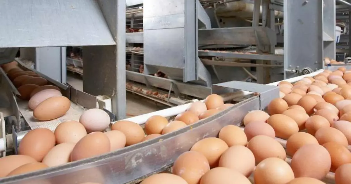   Қазақстан Республикасының аумағына тауық жұмыртқаларын әкелуге уақытша тыйым салынды   