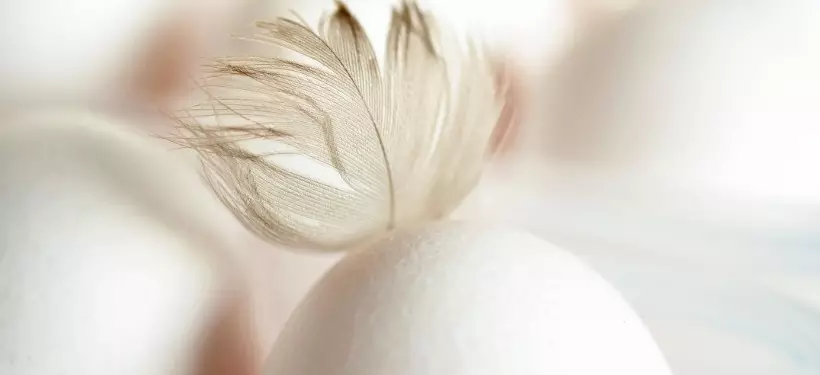 Куриные яйца временно запретили ввозить в Казахстан