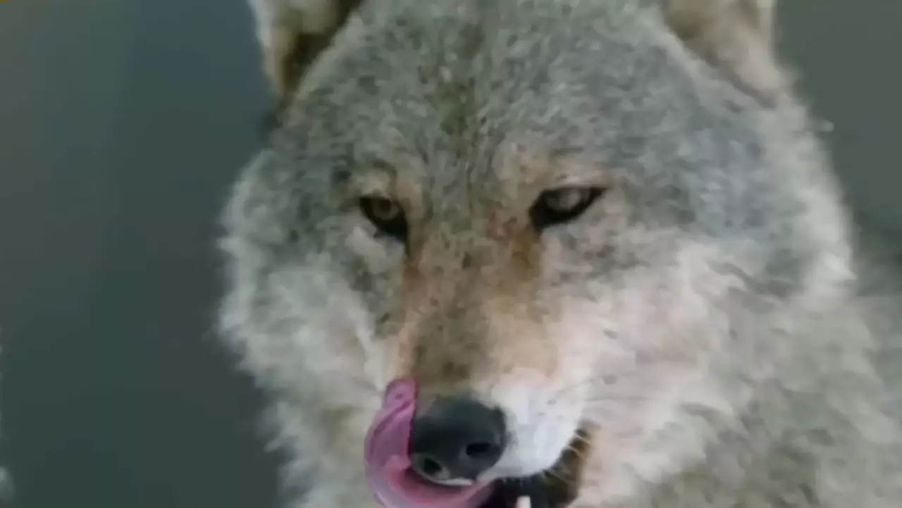 Шығыста қасқыр маза бермей тұр