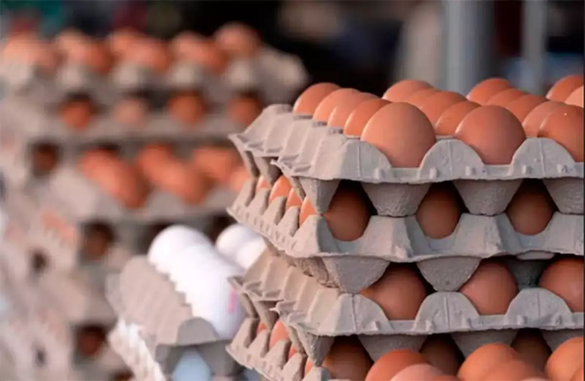 Казахстан закрыл “куриные границы”: временный запрет на ввоз яиц - новости на Lada.kz 12.12.2025