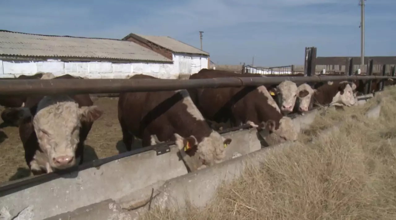 Цифровую прослеживаемость мяса вводят в РК