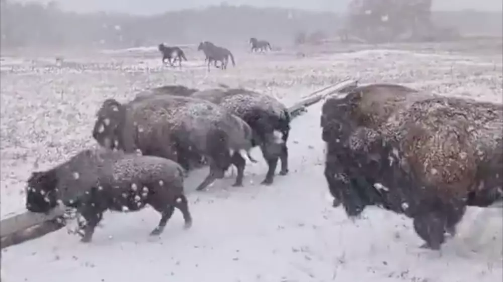 “Это не Северная Америка“: бизонов поймали в кадр в Казахстане