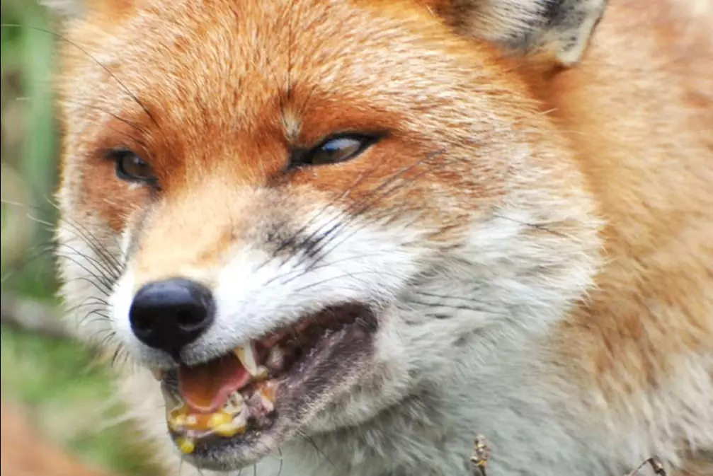 Лисы с бешенством напали на людей: будут ли вводиться ограничения?