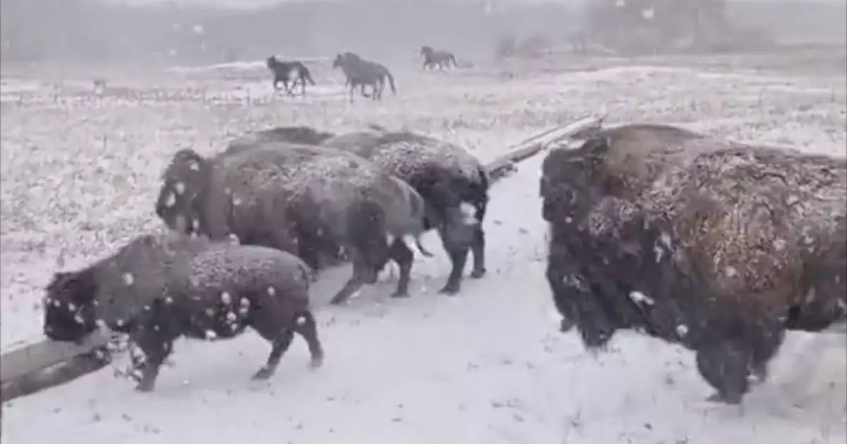  “Это не Северная Америка“: бизонов поймали в кадр в Казахстане 