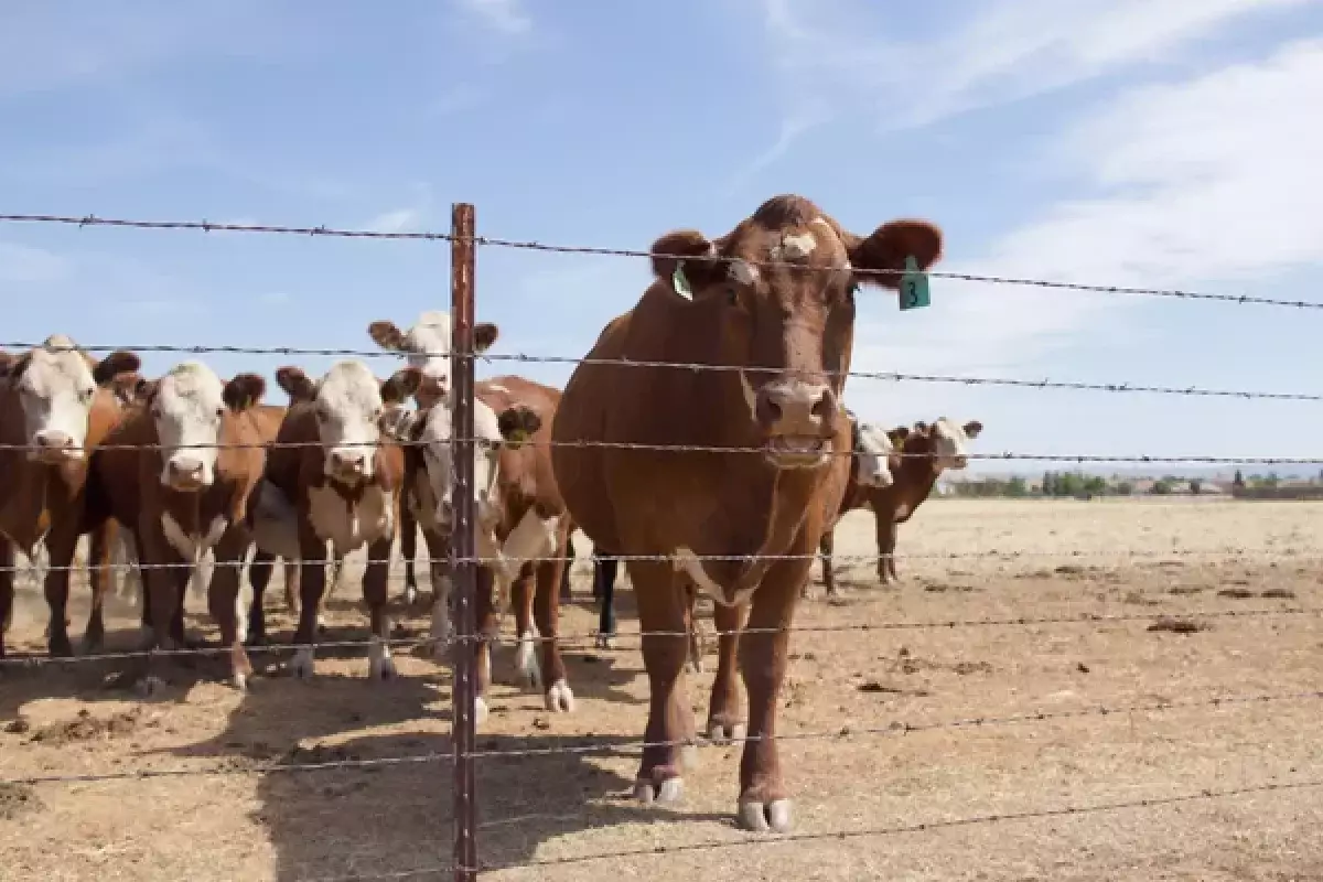 Инфекций стало вдвое меньше: в стране отмечено резкое падение заболеваемости скота