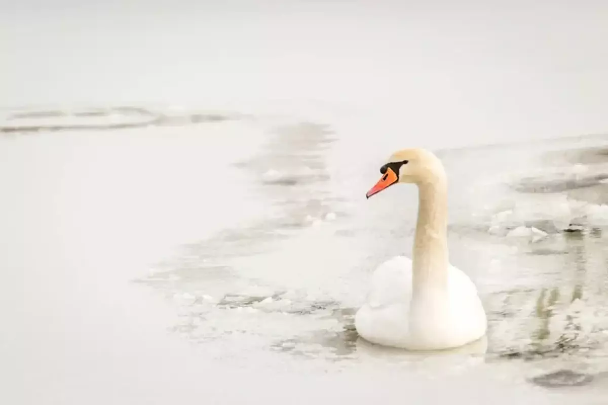Одинокий лебедь не может улететь на юг: как жители Караганды пытаются спасти птицу