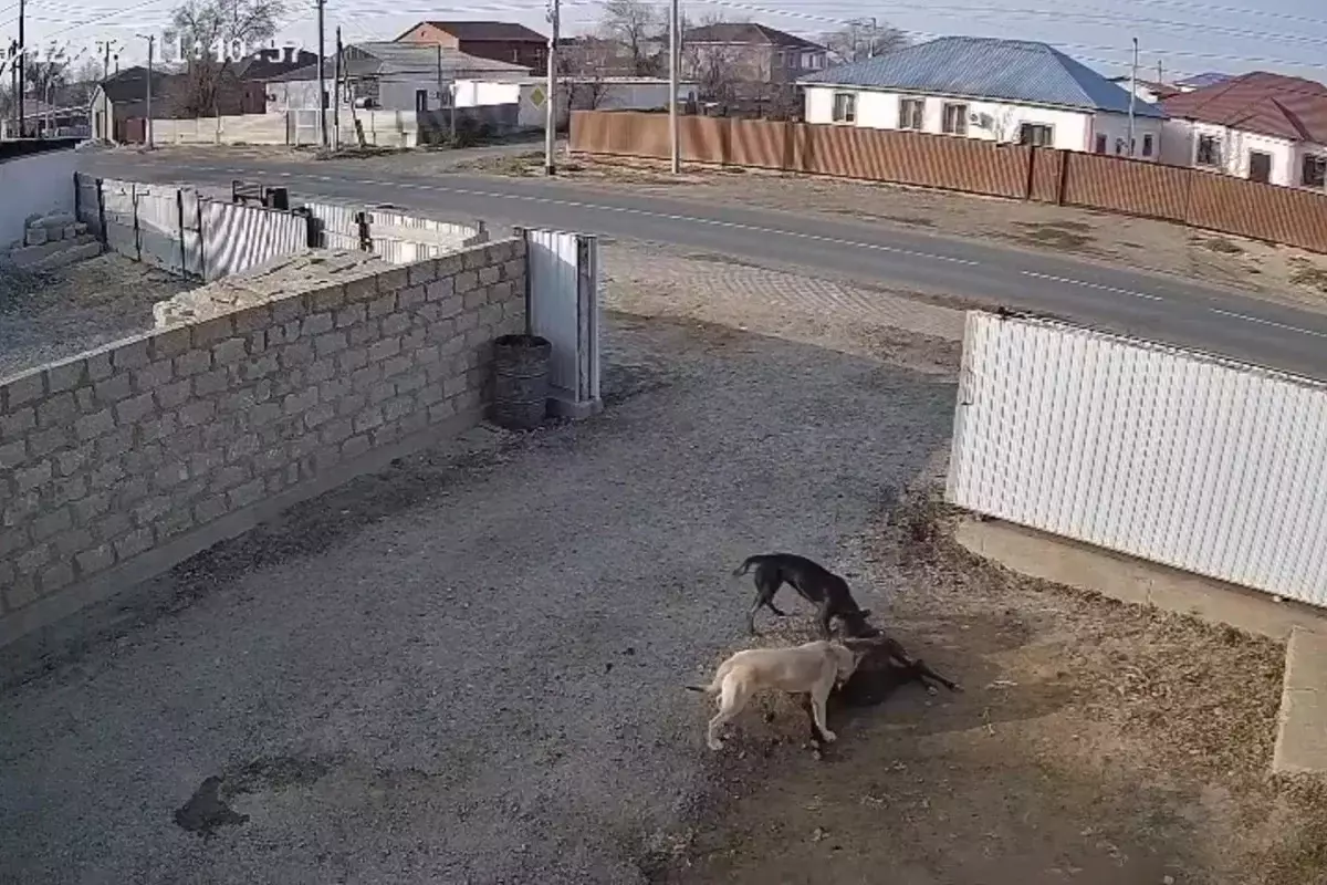 Загрызают скот: бродячие собаки держат в страхе жителей Атырауской области