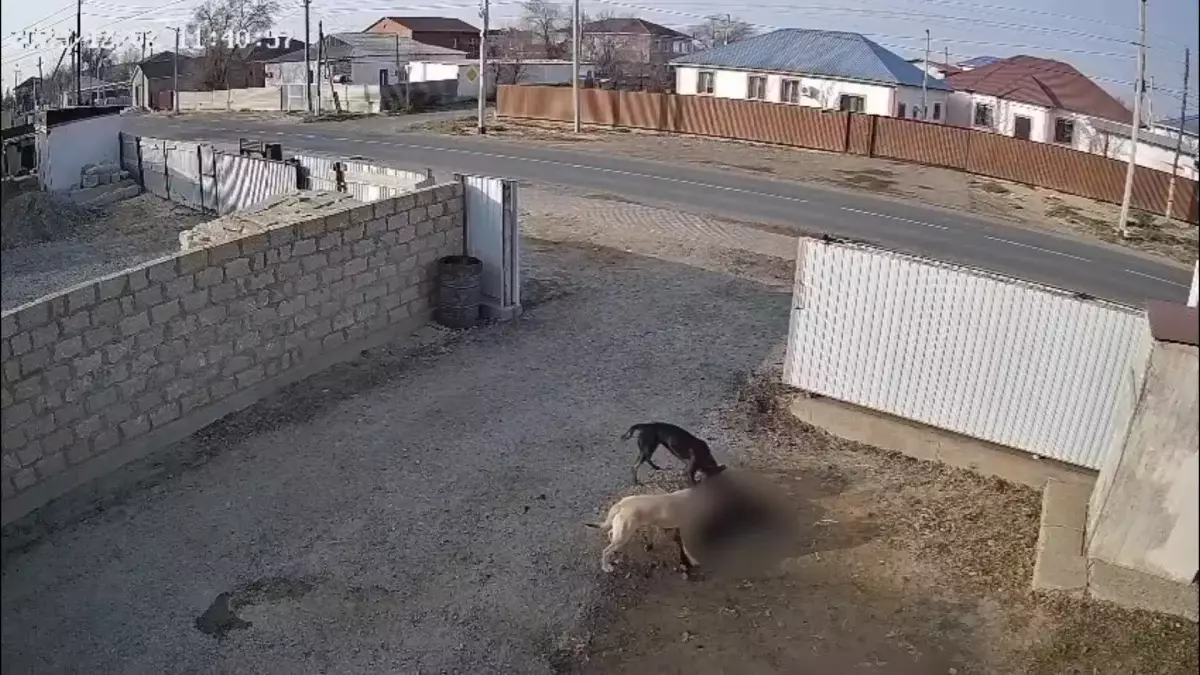 Бұралқы иттің әлегі: Атырау облысына тұрғындардың қорасы қаңырап, бос қалды