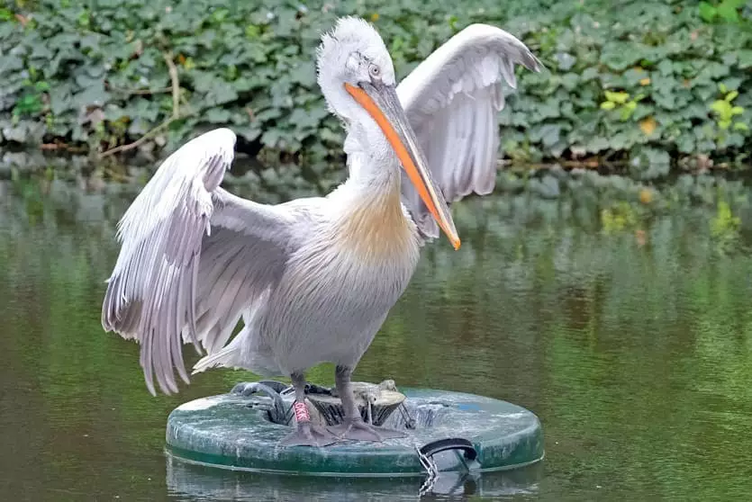 В Германии зоопарк убил всех пеликанов из-за вспышки птичьего гриппа