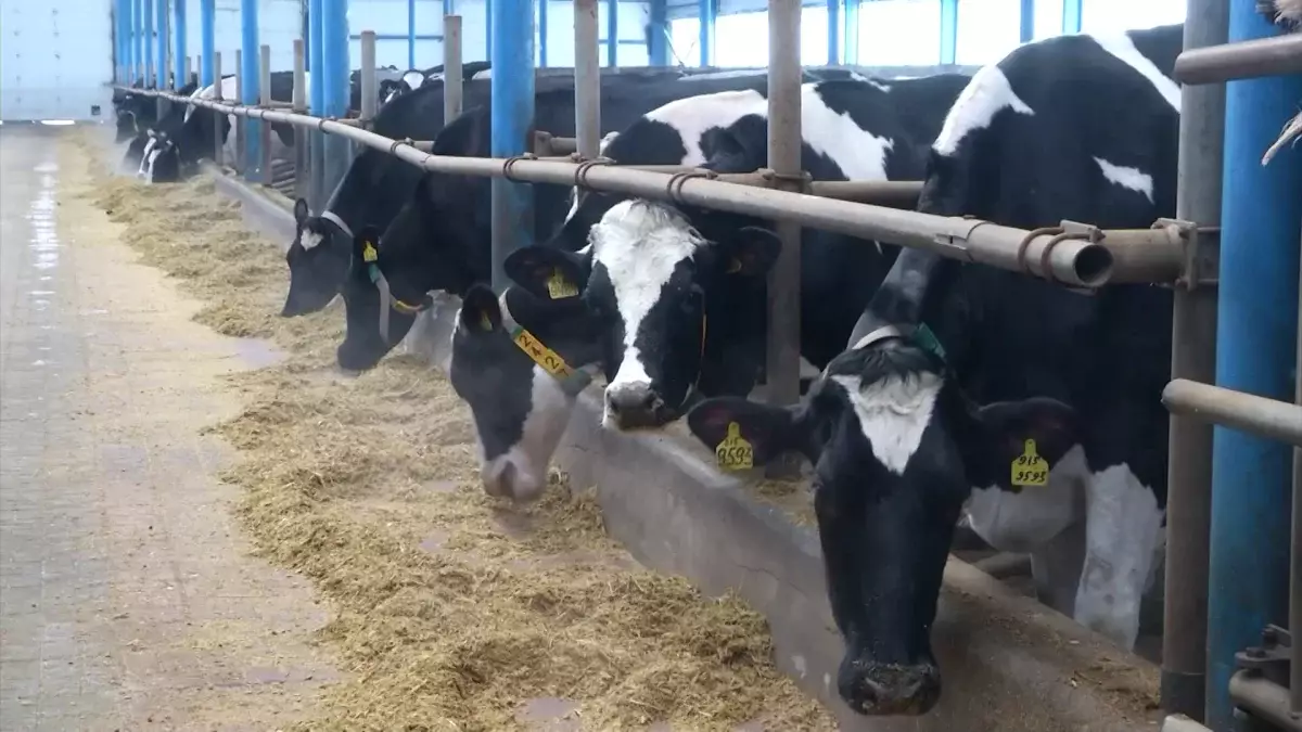 Базарларда жалған мөр соғып, ет сататындарға жаза күшейеді