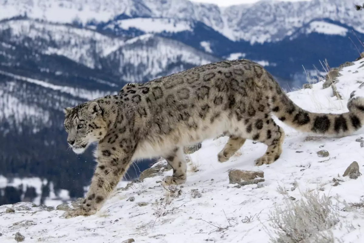 На снежного барса установили GPS-ошейник в нацпарке "Алтын-Эмель"