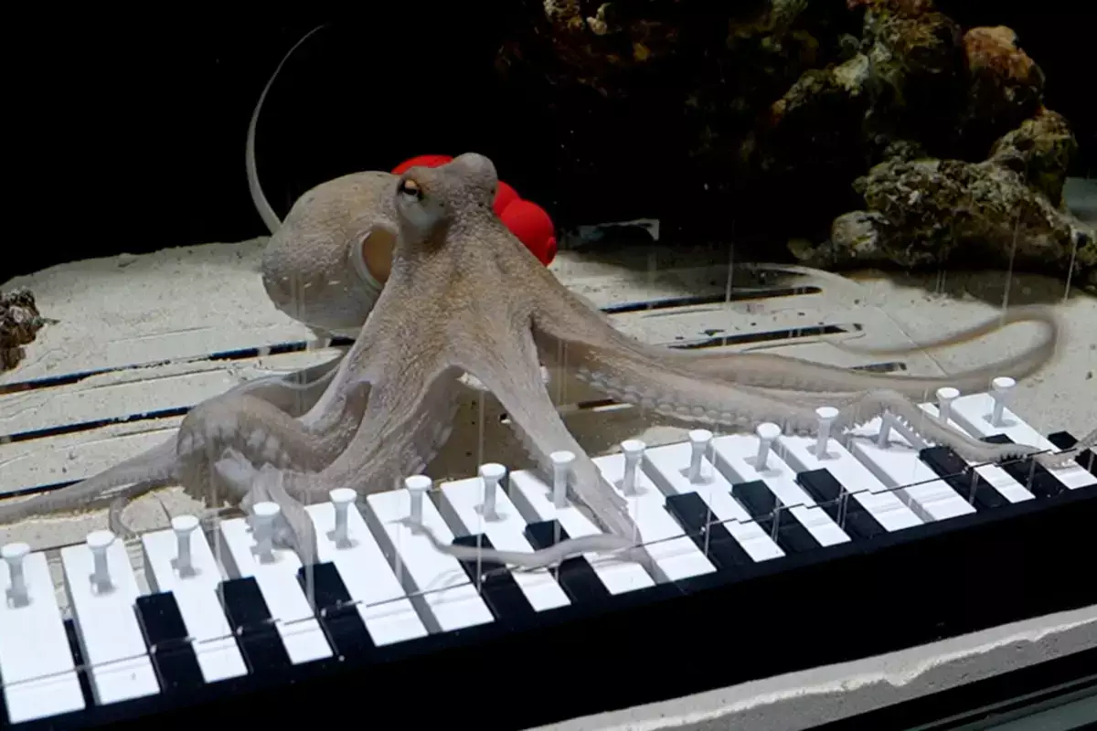 Музыкант из Швеции научил осьминога «играть» на пианино - новости на Lada.kz 12.12.2025