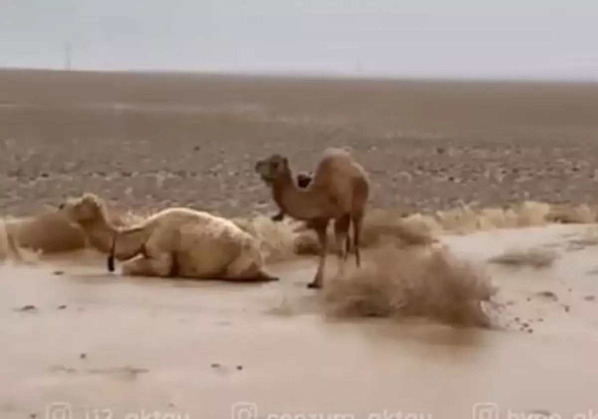 Степь в Мангистау покрылась льдом: эколог предупредил о рисках для домашнего скота - новости на Lada.kz 12.12.2025