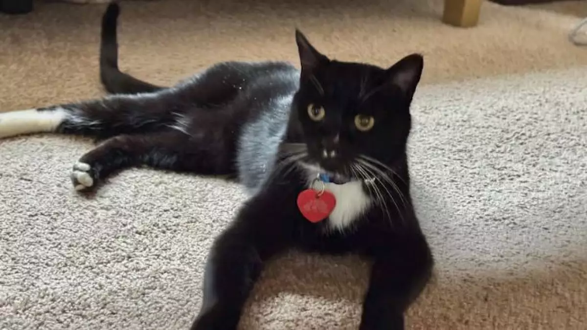 Потерявшийся в горах Канады кот спустя 5 месяцев вернется домой в США