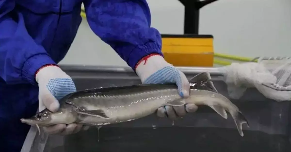   Балық шаруашылығында берекелі іс көп   